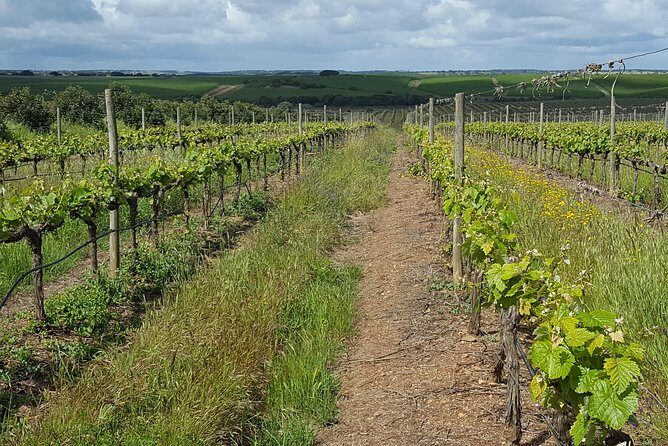 Alentejo Wine Tour from the Algarve - Price and What You’re Actually Paying For
