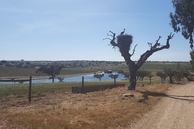 Alentejo Wine Tour from the Algarve - Herdade dos Grous: Premium Tastings With Real Guidance