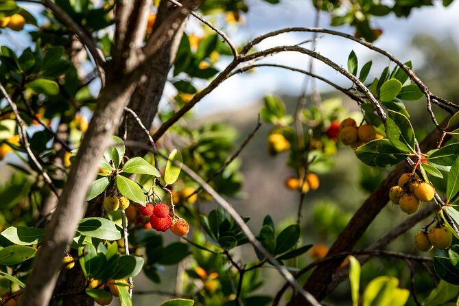Algarve a la Carte - Price and value: is $119.47 a fair deal?