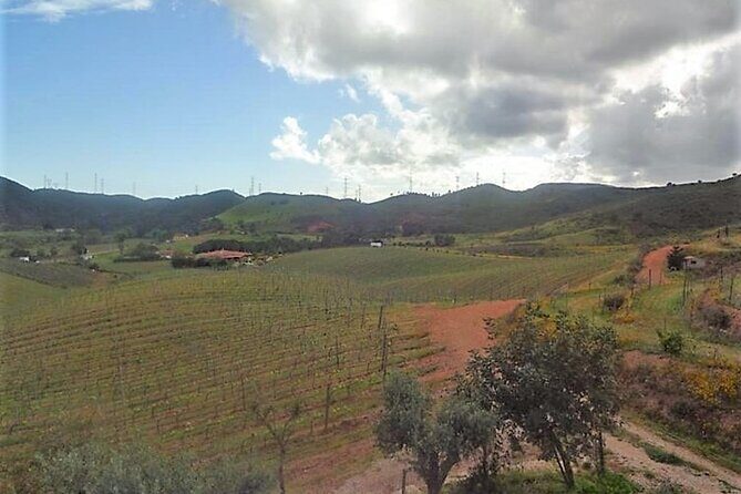 Algarve wine tour and farmer's lunch at wine estate - The guide and small-group feel: why Fábio’s style matters
