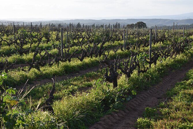 Algarve wine tour and farmer's lunch at wine estate - Price and time: is $208.20 per person good value?