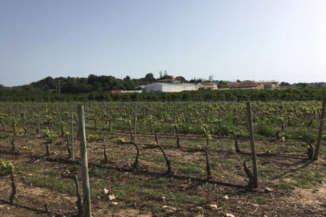 Algarve wine tour and mountain top trip with lunch or dinner at sunset time - Price and what you’re really getting for $166.69