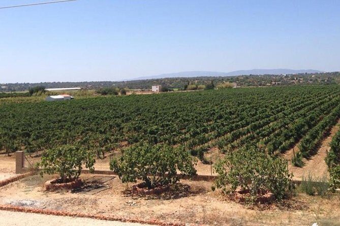 Algarve wine tour and mountain top trip with lunch or dinner at sunset time - The tastings: why six classic wines hit the sweet spot