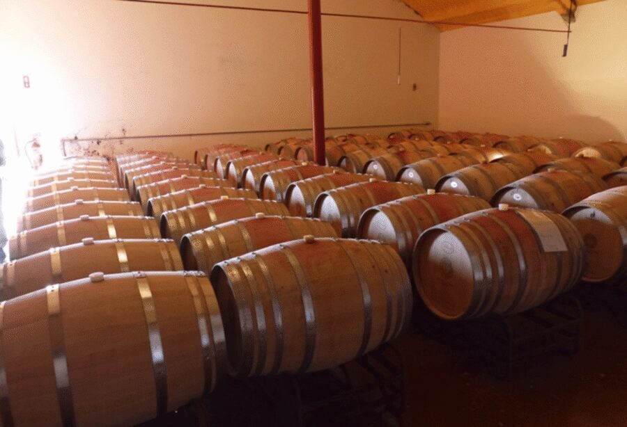Algarve Wine Tour of two estates guided by wine expert - Key things I’d focus on before you go