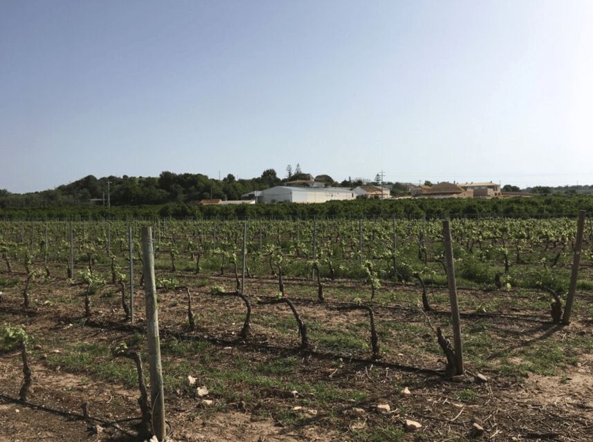 Algarve Wine Tour of two estates guided by wine expert - Why this Algarve wine tour feels different from a basic tasting