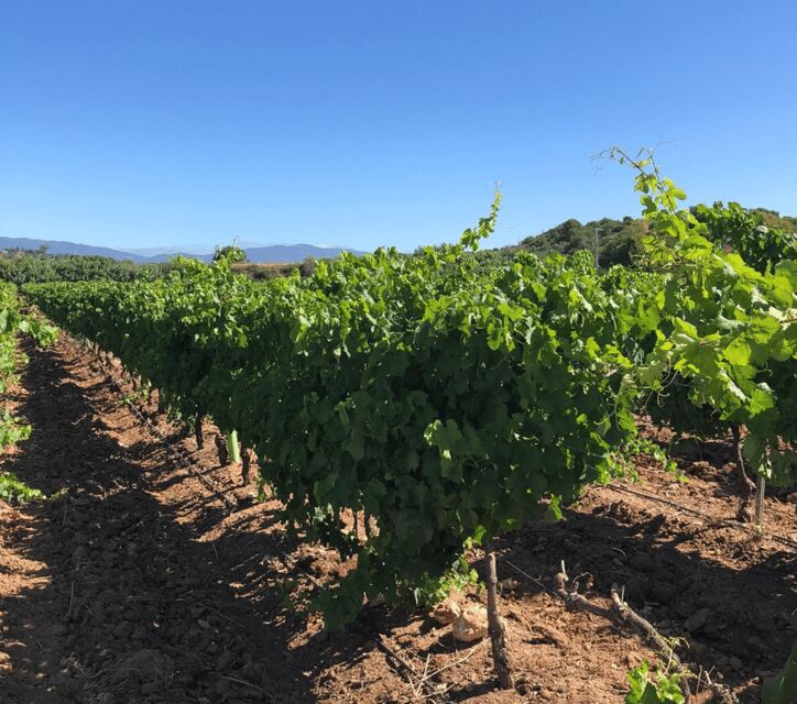 Algarve Wine Tour of two estates guided by wine expert - Price and value: what $101 really buys you