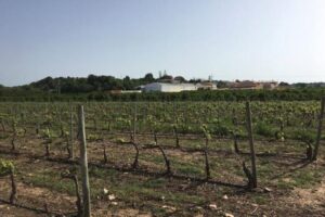 Algarve Wine Tour of Two Wine Estates - Private-style pacing with real guide attention