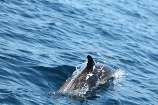 Dolphin Discovery - Dolphins and Benagil in One Smart, Time-Saving Sail