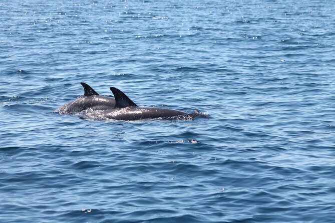 Dolphin Discovery - What the Captains Do for Dolphin Spotting (and Why Patience Helps)