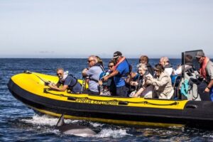 Dolphin Discovery - Weather and Sea Conditions: The Hidden Variable in Any Speedboat Day