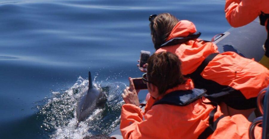 Dolphins Watching - Portimão - Key things to know before you go