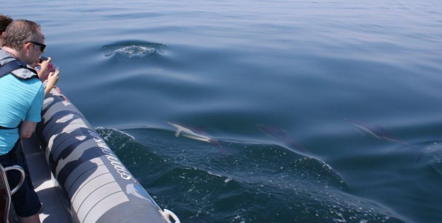 Dolphins Watching - Portimão - The Bottom Line: Should You Book Dolphins Watching in Portimão?