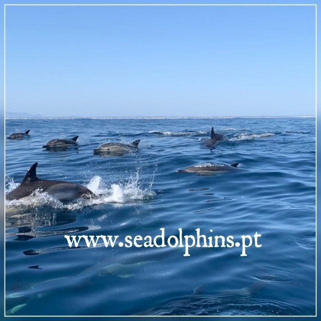 Dolphins Watching - Portimão - Dolphins in Portimão: Why This Part of the Algarve Works