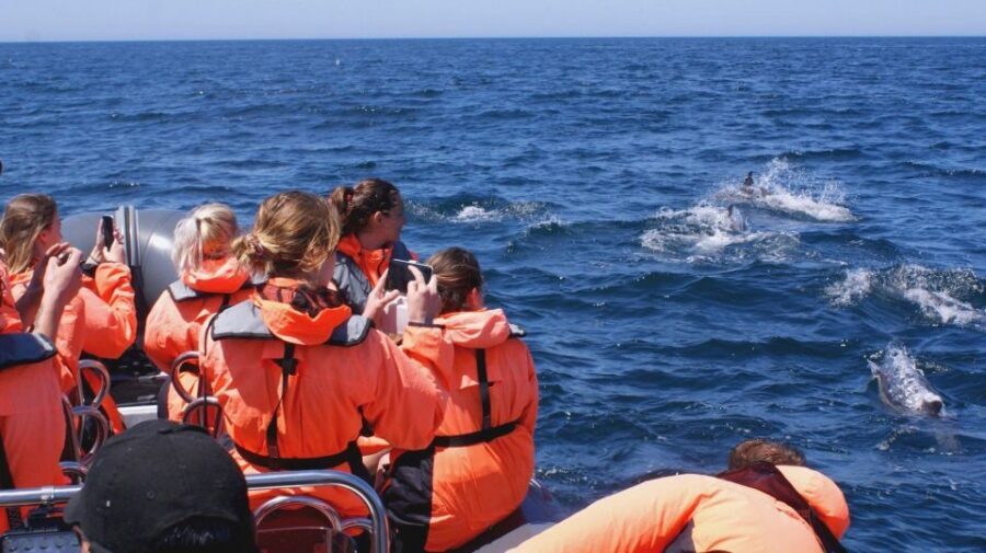 Dolphins Watching - Portimão - Guides, Safety Rules, and the “Serious and Responsible” Approach