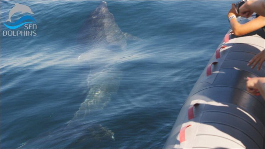 Dolphins Watching - Portimão - Price and Value: Is $41 Worth It?