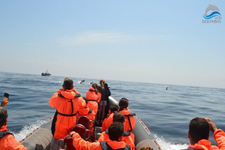Dolphins Watching - Portimão - What to Bring So You Don’t Lose Comfort Fast