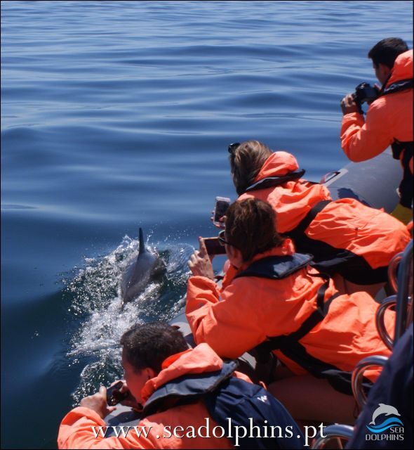 Dolphins Watching - Portimão - Getting Started at Quiosque N.º 11, Seadolphins Algarve