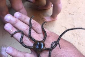 Kayak Tours with Amazing Caves, sea life and Marine Biologist . - The 10:00 start at Praia Grande: what to know before you go