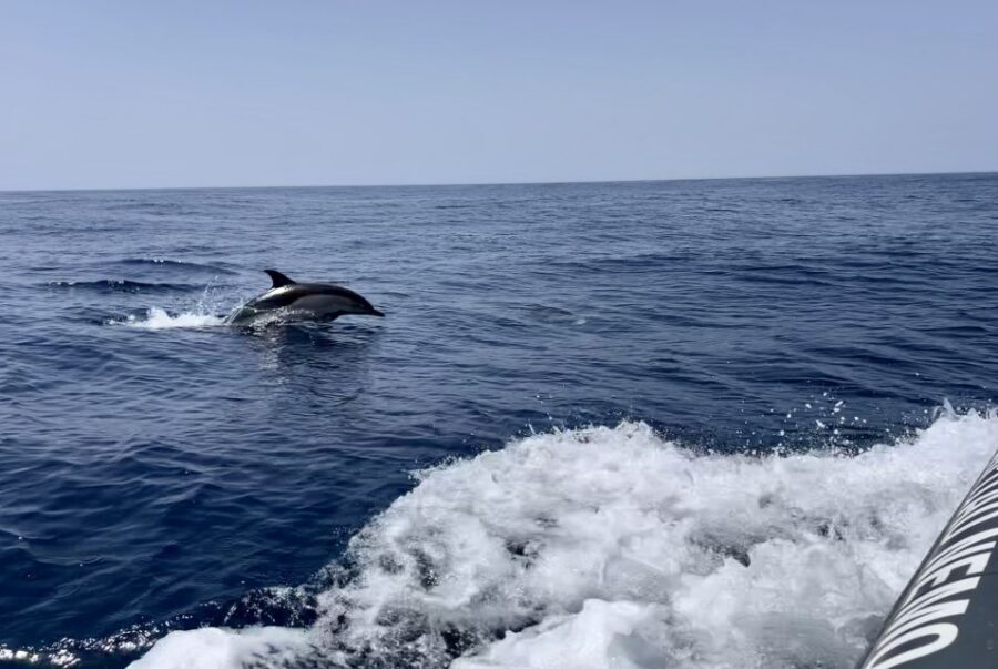 Lagoa: Dolphin Watching & Benagil Tour with Biologist Guide - Key things worth your attention