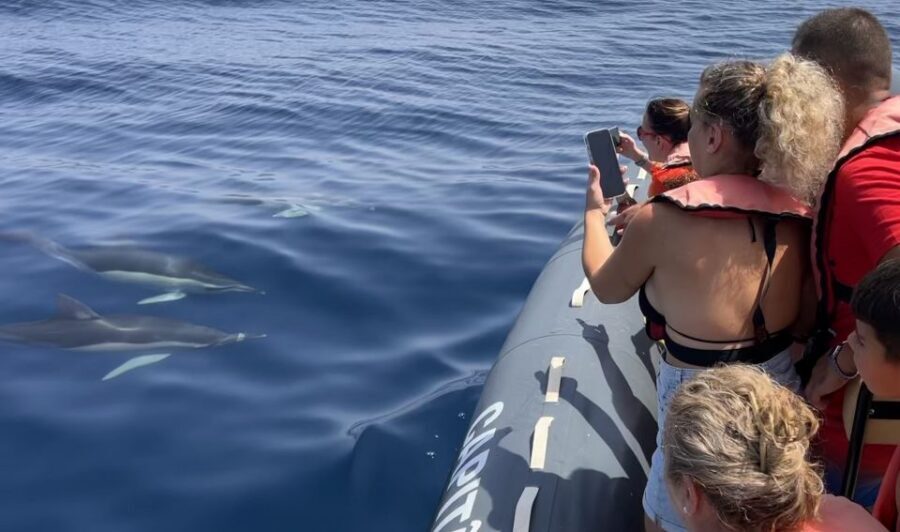Lagoa: Dolphin Watching & Benagil Tour with Biologist Guide - Dolphin spotting off Parchal: what the ocean time feels like