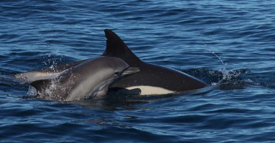Lagoa: Dolphin Watching & Benagil Tour with Biologist Guide - Benagil Cave and the cave-hopping route: what makes it special