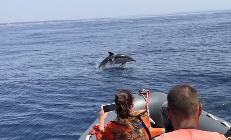 Lagoa: Dolphin Watching & Benagil Tour with Biologist Guide - Should I book Capitão Nemo’s dolphin watching and Benagil tour?