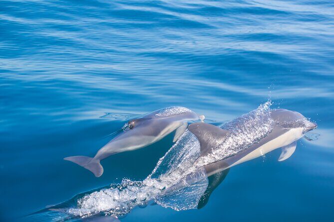 Portimão:Embark on Nature•Benagil and Dolphins•Biologist on board - When the Sea Changes the Plan: Cave Entry and Swimming