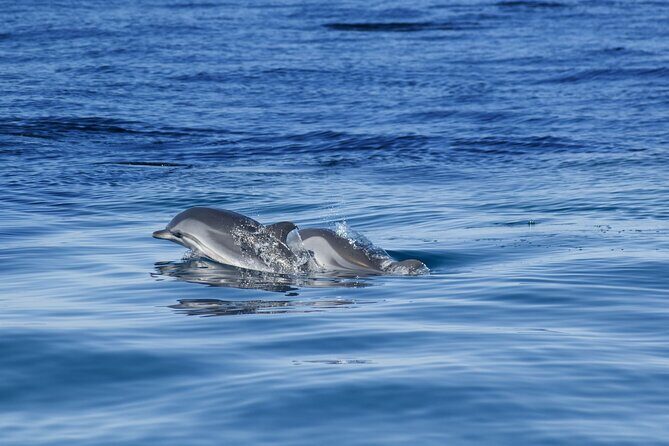 Portimão:Embark on Nature•Benagil and Dolphins•Biologist on board - What It Costs and Why It Can Still Be a Good Deal