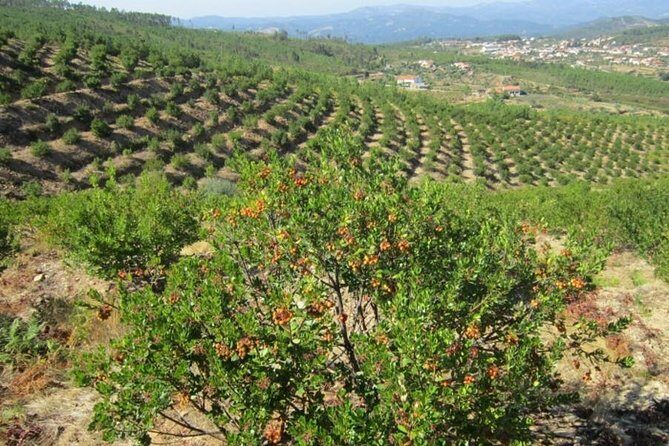 Premium gastronomic mountain tour: Wine, olive oil, spirits, food - Restaurante A Charrete: Lunch Above Monchique That Actually Fills You Up