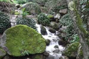 Private Monchique Guided Forest Hike w/Medronho Tasting - The cork oak trail and wildlife spotting notes