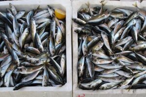 Secrets of the East - Olhão Salt Pans and Mercado Time