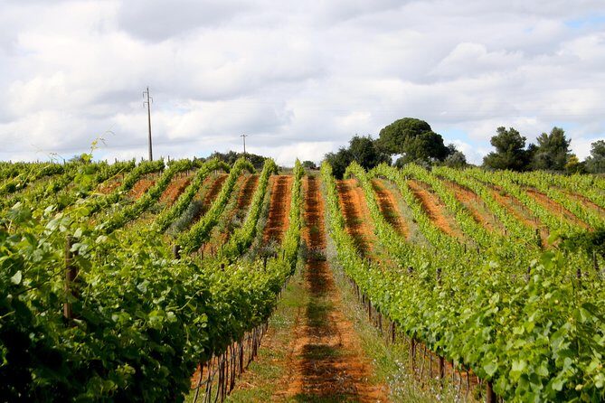 Wine Tasting and Art Tour - Price and value: is $43.25 worth it near Portimão?